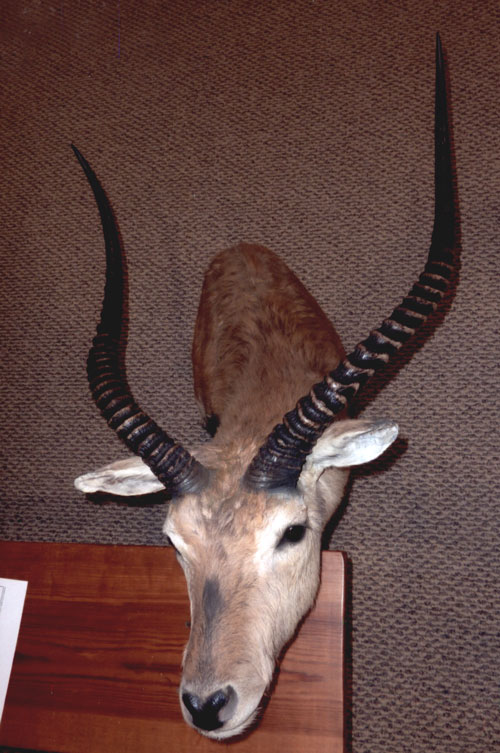 Black Lechwe Big Game Hunting Records Safari Club International