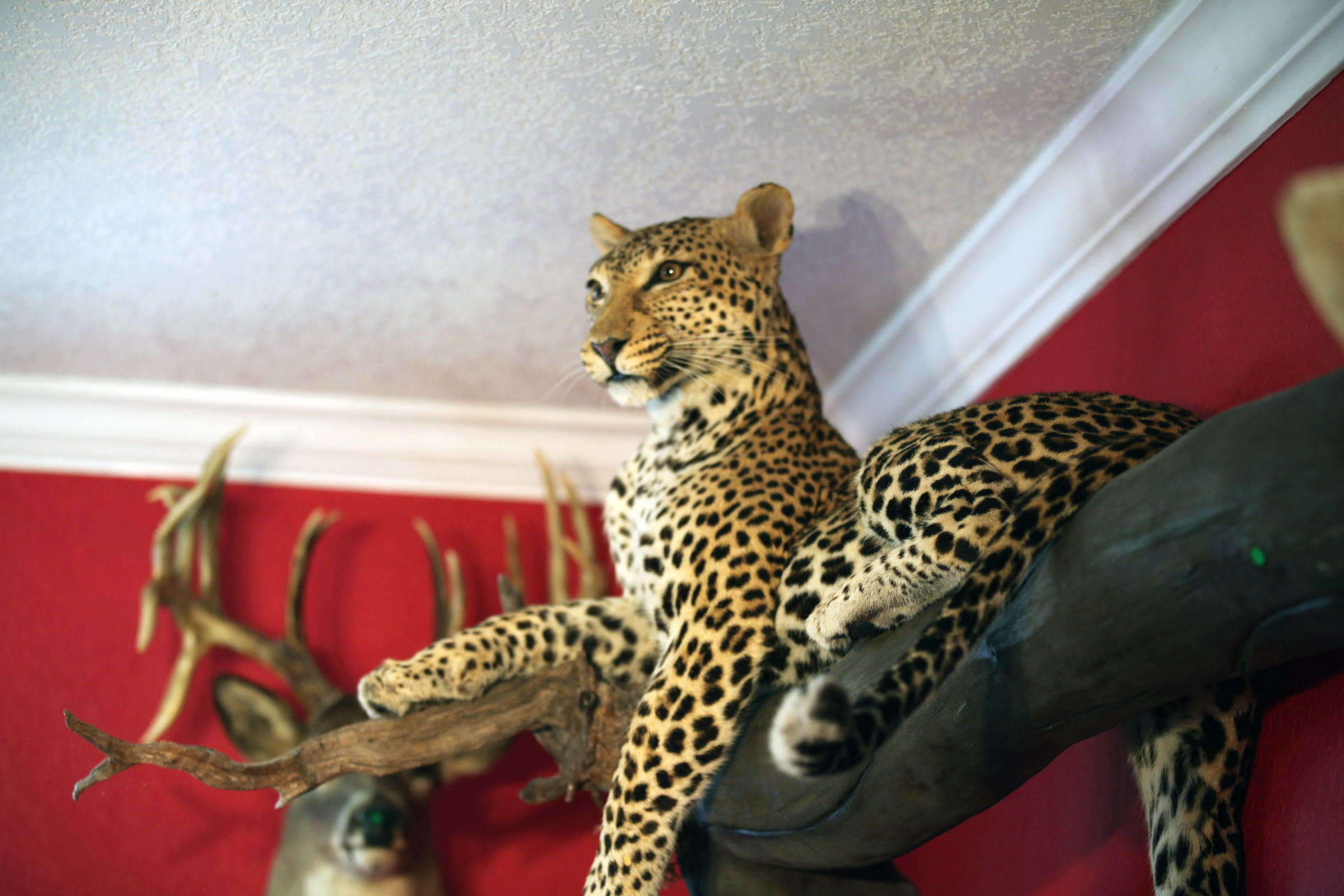 African Leopard Big Game Hunting Records Safari Club International