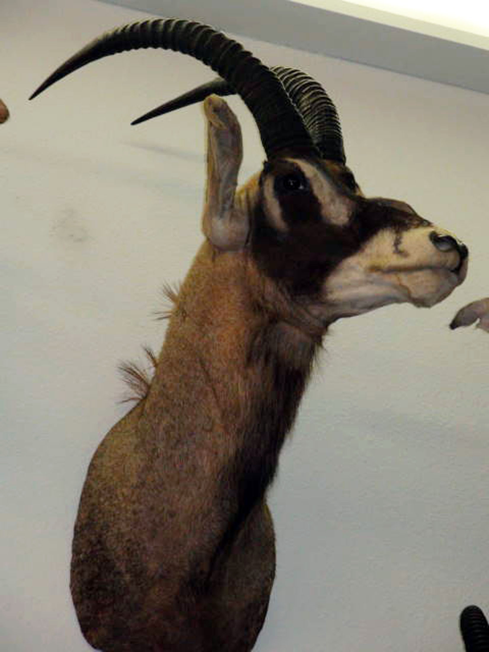 Sudan Roan Antelope Big Game Hunting Records Safari Club