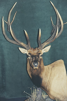 world record rocky mountain elk