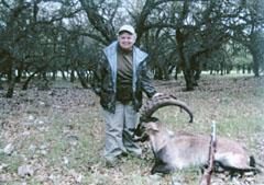 hybrid ibex
