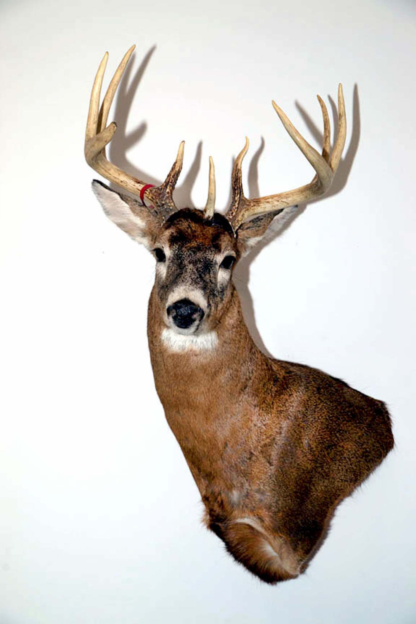Northwestern Whitetailed Deer Big Game Hunting Records Safari Club