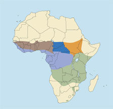 West African Savanna Buffalo