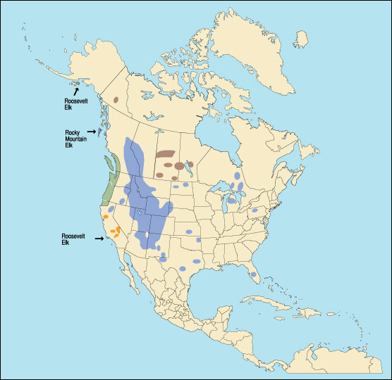 roosevelt elk range