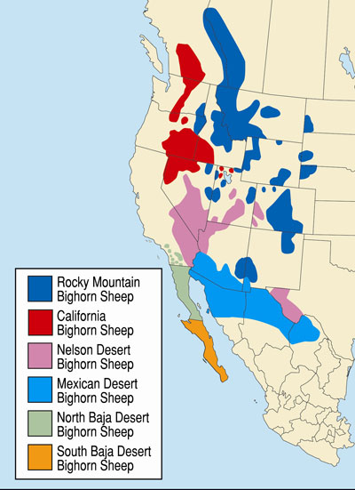 Bighorn Sheep Map