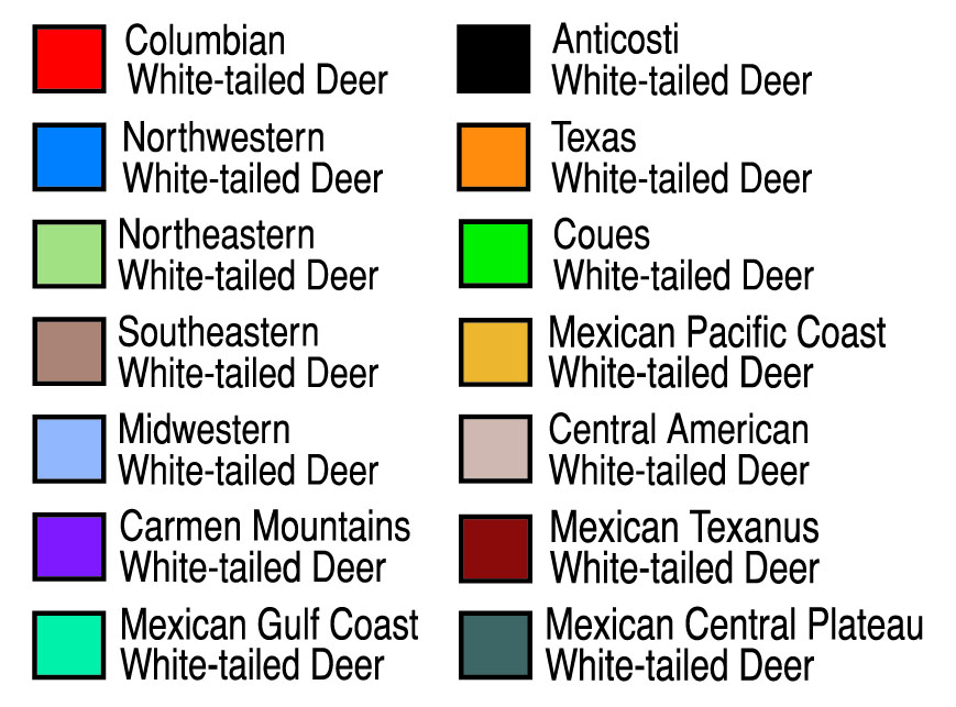 Coues Whitetailed Deer Big Game Hunting Records Safari Club