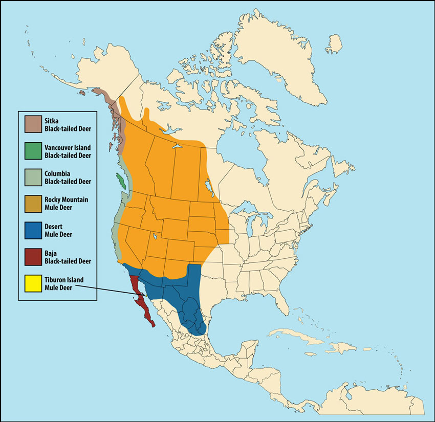 Sitka Black-tailed Deer (typical)