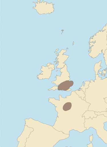 Reeves Muntjac (Europe) (typical)