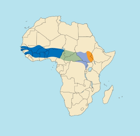 Central African Kob