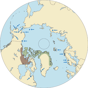 Greenland Muskox