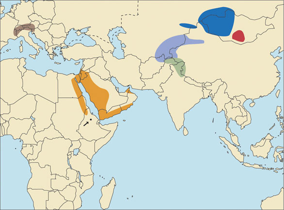 Gobi Ibex